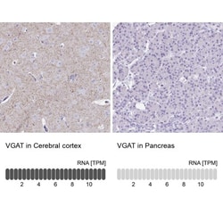 VIAAT/SLC32A1/VGAT Antibody, Novus Biologicals:Antibodies:Primary Antibodies